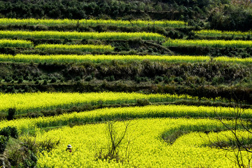 Mountain scenery in Wuyuan, Jiangxi, China