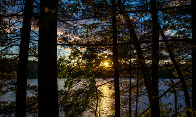 beautiful yellow sun in the forest