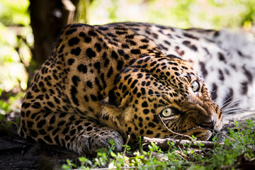 Close up of a wild leopard resting under a bush and looking menacingly back at the camera