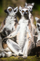 Close up of three lemurs sitting and sunbathing; one of them is looking back at the camera