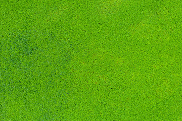 green morning glory background details aerial top view