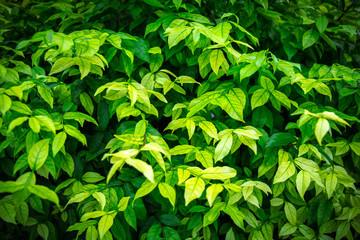 Fototapeta na wymiar Green leaves background for design or add text message. plant leaf fresh for backdrop.