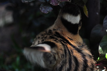 Pet Serval cat (Leptailurus Serval)