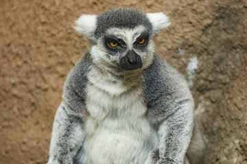 grumpy lemur is watching you