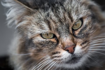 Close up of the face of a female furry tabby cat looking back at the camera