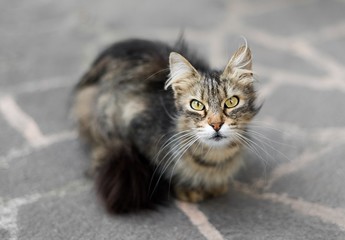 Close up of a female furry cat staring at the camera with curious eyes, against a bokeh background