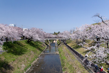 新境川の桜並木／岐阜県各務原市