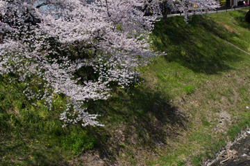 新境川の桜並木／岐阜県各務原市