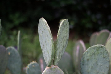 blue cactus paddles look like rabbit ears