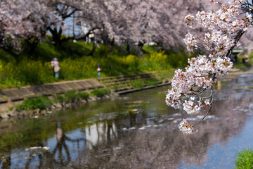 新境川の桜並木／岐阜県各務原市