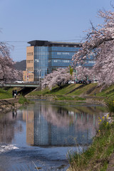 Obraz premium 新境川の桜並木／岐阜県各務原市