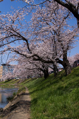 新境川の桜並木／岐阜県各務原市