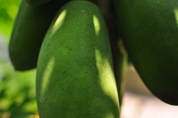 Detail of papaya tree, flowers, branch and green papayas