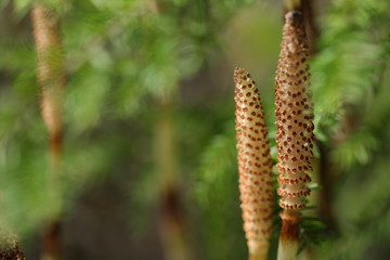 Christmas, love, for me to you, capture, text