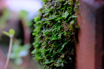 moss on tree