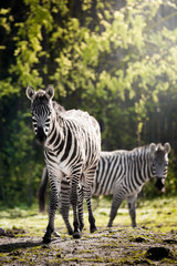 Fototapeta na wymiar Close up of two zebras grazing in the early morning light, surrounded by trees and vegetation