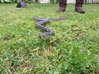 A diamond python, Morelia spilota, kep as pet sliding in the grass with the owners feet in the background