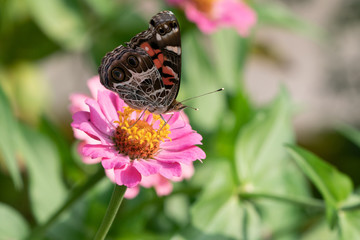 American Lady Butterfly