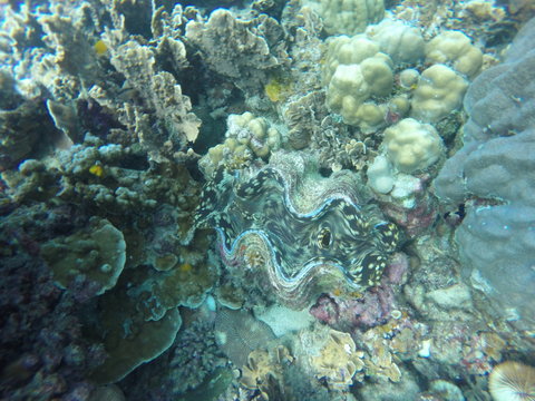 A threatened giant clam, tridacna squamosa, with colorful flesh in a coral reef