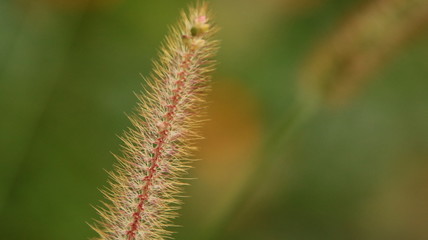 Obraz premium 鹿の子台