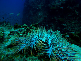 Close up of the spines from a crown-of-thorns seastar, Acanthaster planci, in a coral reef