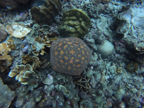 An orange cushion seastar, Culcita novaeguineae, between different types of coral in a reef
