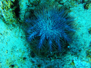 Naklejka na ściany i meble Crown of thorns seastar, Acanthaster planci, eating or preying upon coral in a coral reef