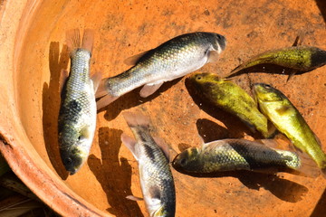 Titikaka Lake Peru Fish 00