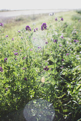 Fototapeta premium field of purple flowers