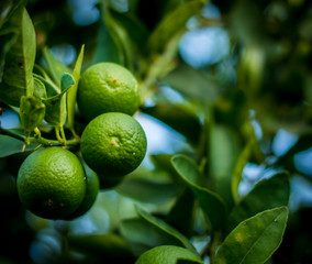 green lime tree picking lemons