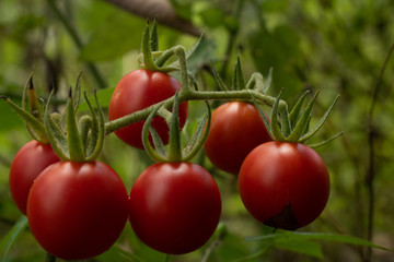  Delicious little cherry tomato
