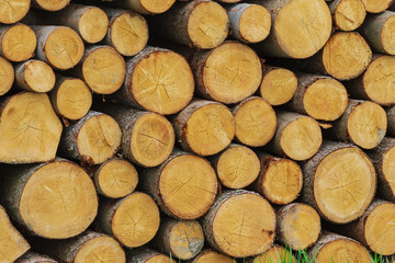 A pile of wooden logs lie on the grass near the road. The problem of deforestation. Ecological problem. Background.