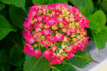 Pink heads of hydrangea flowers