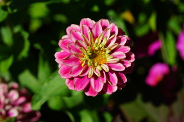 Colorful pink zinnia flowers in summer