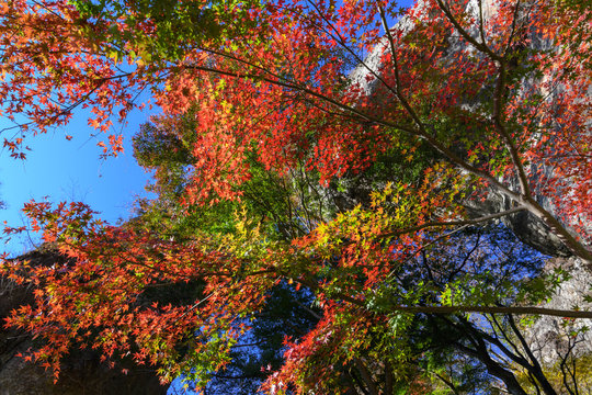 55 Best タカオカエデ Images Stock Photos Vectors Adobe Stock 55 Best タカオカエデ Images Stock Photos Vectors Adobe Stock