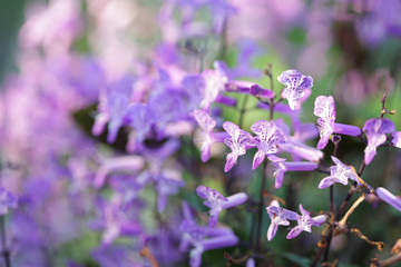 Lavender Spur Flower pueple flower at outdoor under sunlight 