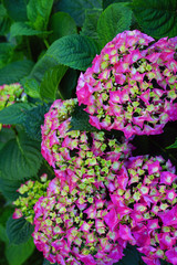 Pink heads of hydrangea flowers