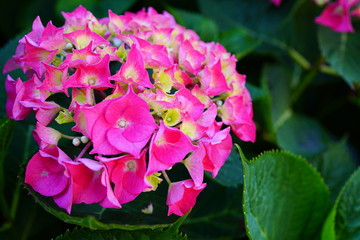 Pink heads of hydrangea flowers