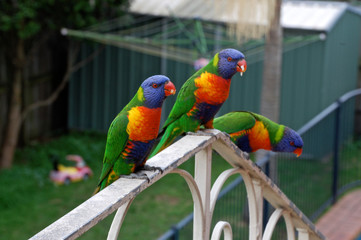 Obraz premium parrots