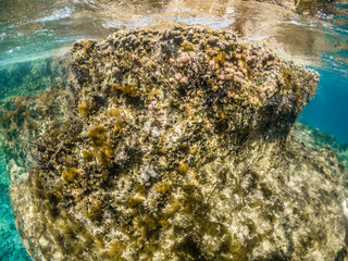 Naklejka na ściany i meble coral in the sea of Cyprus
