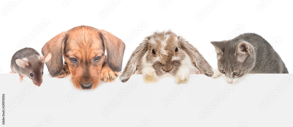 Aufkleber Group of pets  above empty white banner looking down. isolated on white background. Empty space for text