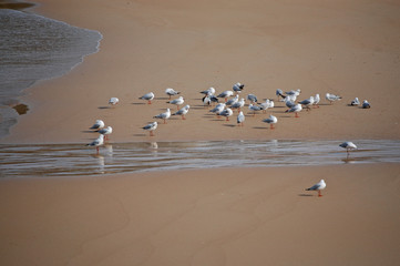 seagulls