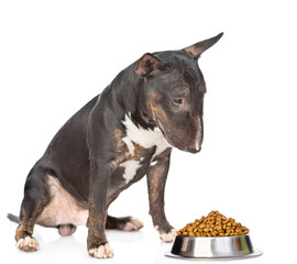 Miniature bull terrier dog sitting with bowl of the dry food. isolated on white background