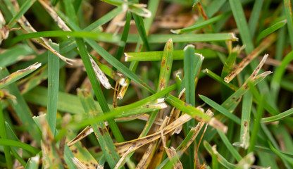 Lawn grass has a fusariosis texture background