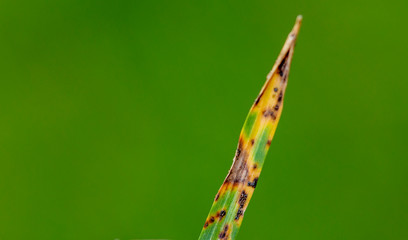 Fusariosis patient running lawn on green background
