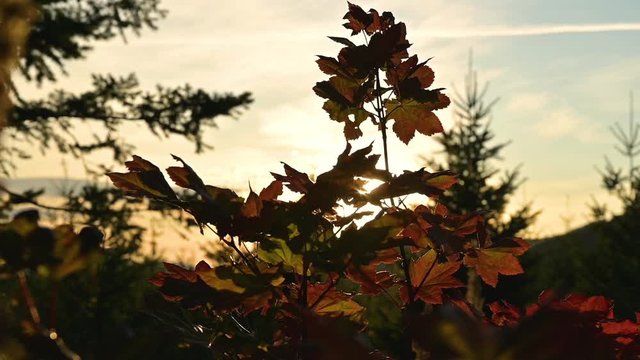 Static close up of multicolor fall leaves with mild sunset sun rays on the background