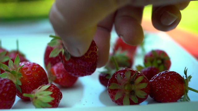 Extra large static close up of riped strawbarries on a white plate sorted by a hand of a Caucasian person