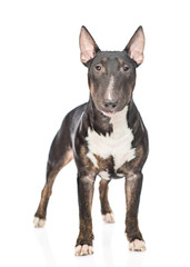 Miniature bull terrier dog standing and looking at camera. isolated on white background