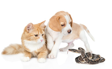 Puppy and kitten scared by a snake. Isolated on white background