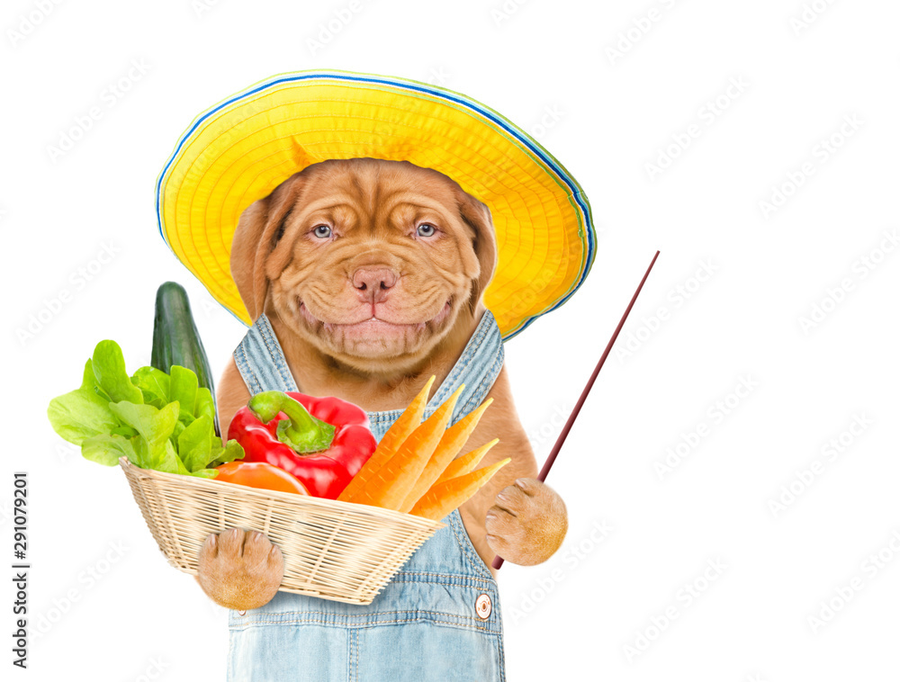 Poster Smiling puppy farmer in summer hat with a basket of vegetables pointing away on empty space. isolated on white background